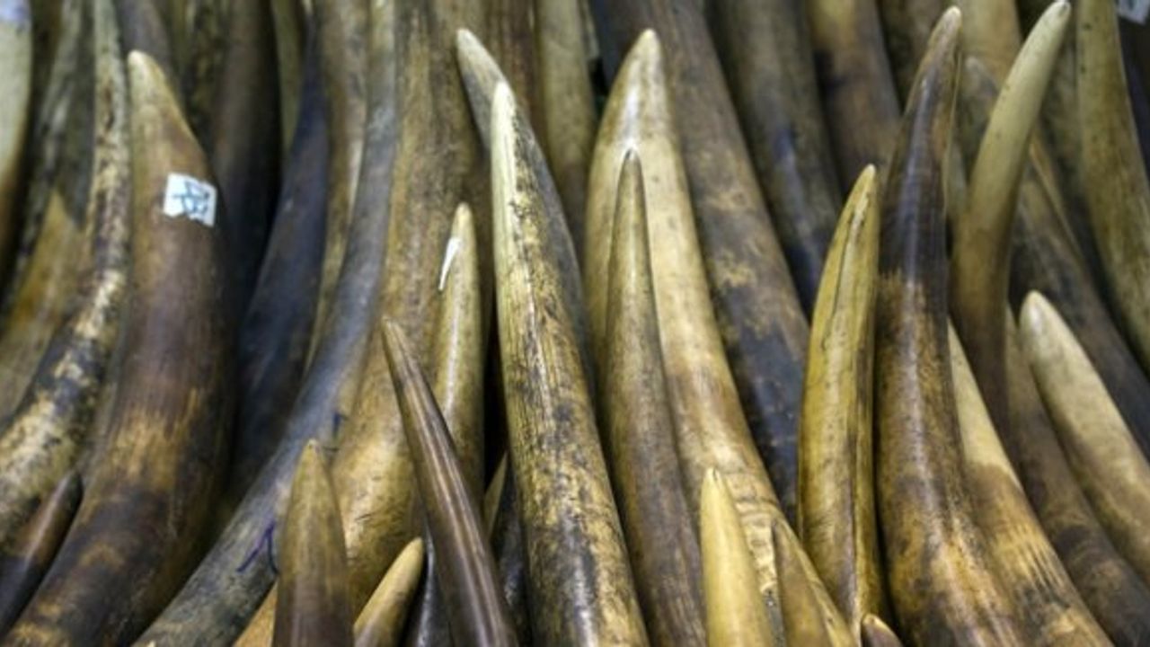 Zonguldak’ta fildişi ve mors balığı dişi operasyonu