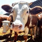 Kurban Bağışında Şeffaflık ve Belgelendirme Talebi Artıyor