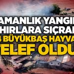 Samanlık yangını ahırlara sıçradı: 14 büyükbaş hayvan telef oldu!