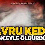 Yavru kediyi işkence ederek öldürdüler!