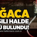 Ağaca asılı halde bulundu!