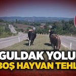 Zonguldak yolunda başıboş hayvan tehlikesi