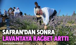 SAFRAN'DAN SONRA LAVANTAYA RAĞBET ARTTI