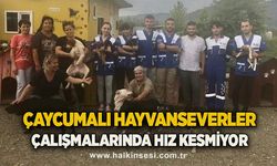 Çaycumalı Hayvanseverler çalışmalarında hız kesmiyor