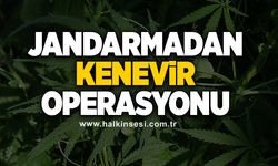 Jandarmadan kenevir operasyonu