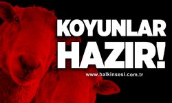 KOYUNLAR HAZIR!