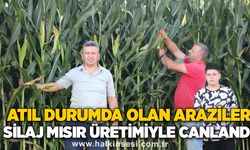 Atıl durumda olan araziler silaj mısır üretimiyle canlandı