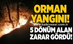 Orman yangını! 5 dönüm alan zarar gördü!