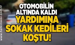 Otomobilin altında kaldı, yardımına sokak kedileri koştu!