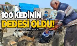 100 kedinin dedesi oldu!