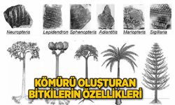 KÖMÜRÜ OLUŞTURAN BİTKİLERİN ÖZELLİKLERİ