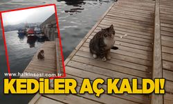 Kediler aç kaldı!