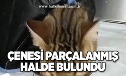 Çenesi parçalanmış halde bulundu