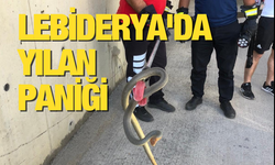 Lebiderya’da yılan paniği