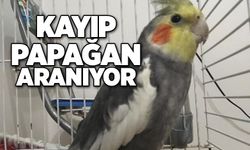 Kayıp Papağan aranıyor