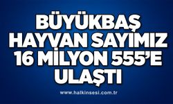 Büyükbaş hayvan sayımız 16 milyon 555’e ulaştı