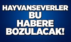 Hayvanseverler bu habere bozulacak!