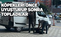 Köpekleri önce uyuşturup sonra topladılar