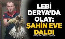 Lebi Derya’da olay: Şahin eve daldı