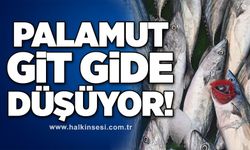 Palamut git gide düşüyor!