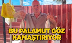 Bu palamut göz kamaştırıyor