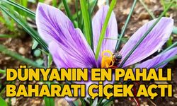 Dünyanın en pahalı baharatı çiçek açtı