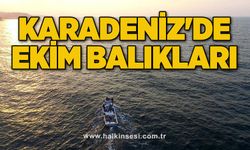 KARADENİZ'DE EKİM BALIKLARI