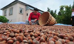 Fındık ihracatı geçen yılı geçti