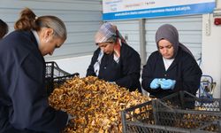 Kastamonu ormanlarından Avrupa’ya 100 milyon liralık mantar ihracatı