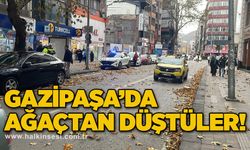 Gazipaşa’da ağaçtan düştüler!