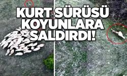 Kurt sürüsü koyunlara saldırdı!