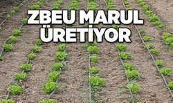 ZBEU Marul üretiyor