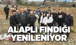 Alaplı fındığı yenileniyor