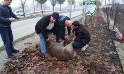 Köpekler karacaya saldırdı