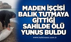 Maden işçisi balık tutmaya gittiği sahilde ölü yunus buldu