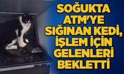 Soğukta ATM'ye sığınan kedi, işlem için gelenleri bekletti