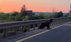 Yol kenarında boz ayı ve yavruları görüntülendi