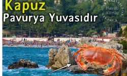 Pavurya yok oluyor!