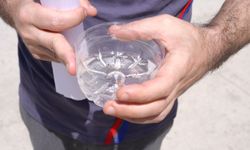 1 bardak su, 100 sivrisineğe neden olabilir