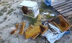 Kovanlarına ayı saldırdı: "Şükür bir tanesini parçalamış, ayımız medeniymiş"