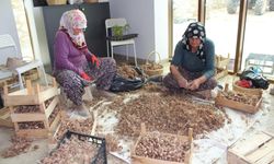 SAFRANBOLU'DA SAFRAN SOĞANI HASADI BAŞLADI