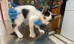 Yavru kedi ölümden döndü: Veteriner hekimden önemli uyarı