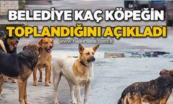 Belediye kaç köpeğin toplandığını açıkladı