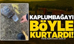 Kaplumbağayı Böyle Kurtardı!