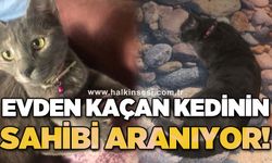 Evden kaçan kedinin sahibi aranıyor