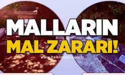 "Malların" mal zararı!