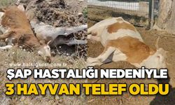 3 inek şap hastalığından telef oldu