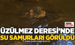 Üzülmez Deresi’nde Su Samurları görüldü