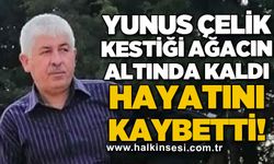 Kestiği ağacın altında kalan Yunus Çelik hayatını kaybetti