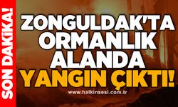 Zonguldak'ta ormanlık alanda yangın çıktı!